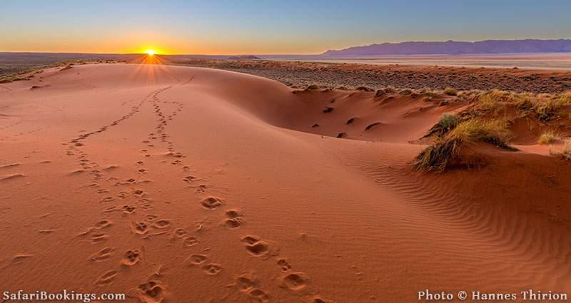 Sunset over the sands dunes, Kalahari Desert