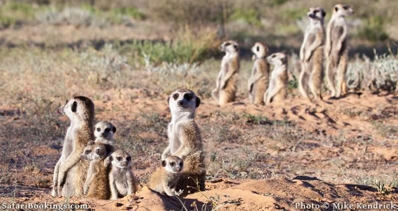 10 Interesting Kalahari Desert Facts