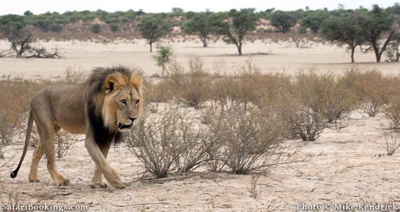 Black Maned Kalahari Lion at Kalahari Desert