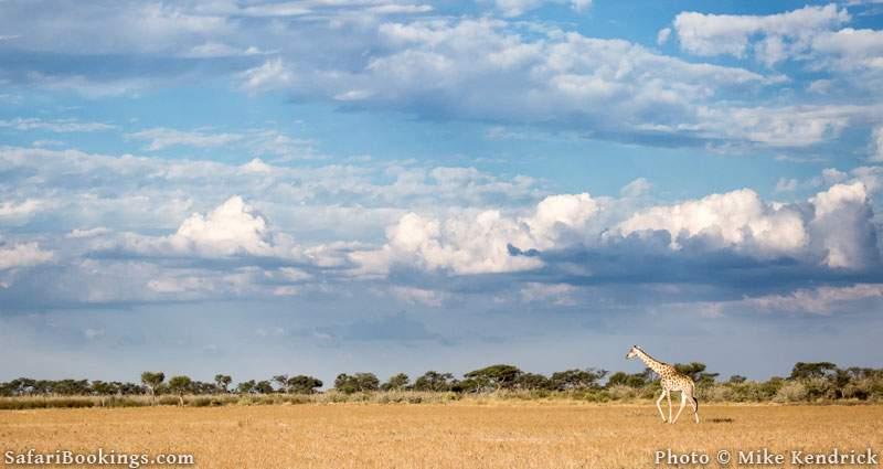 10 Interesting Kalahari Desert Facts