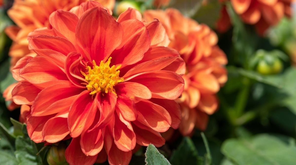 orange flower in bloom