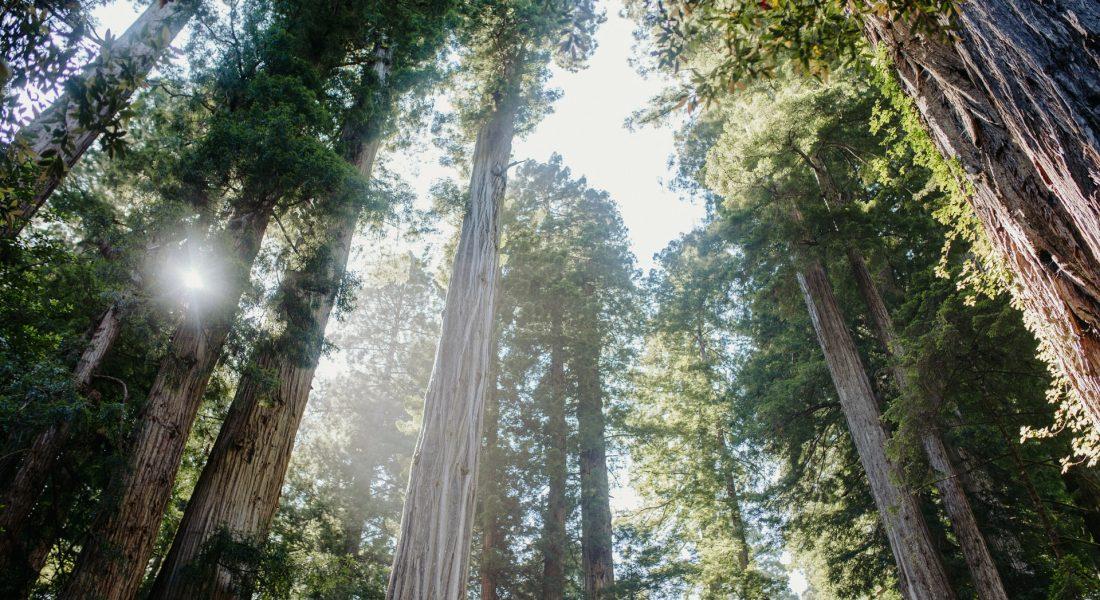 Sequoia vs Redwood National Parks: Which One Should You Visit?