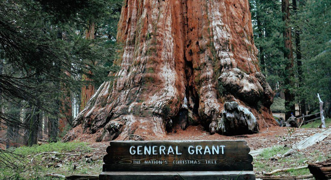 Sequoia vs Redwood National Parks: Which One Should You Visit?