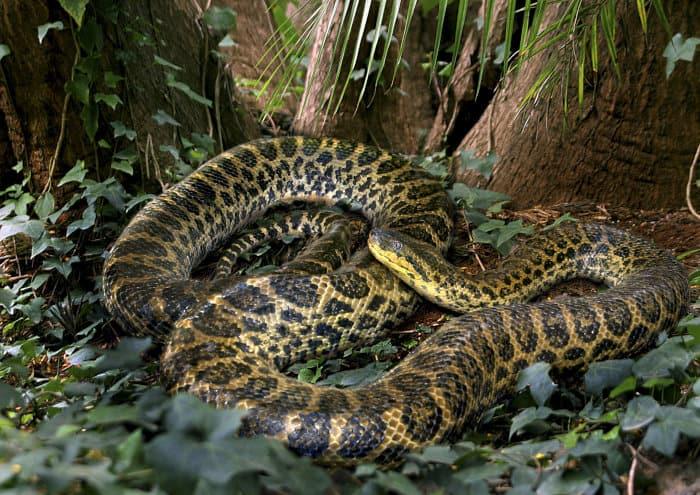 Yellow anaconda on forest floor