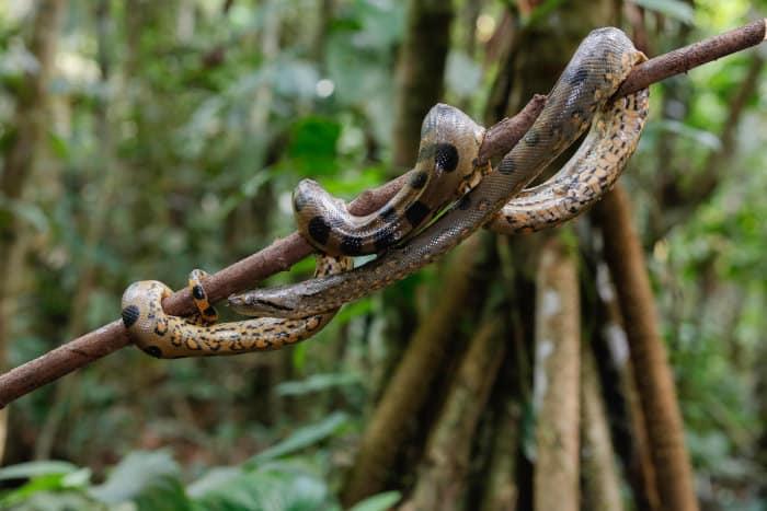 Wild green anaconda in the Amazon Rainforest, Peru