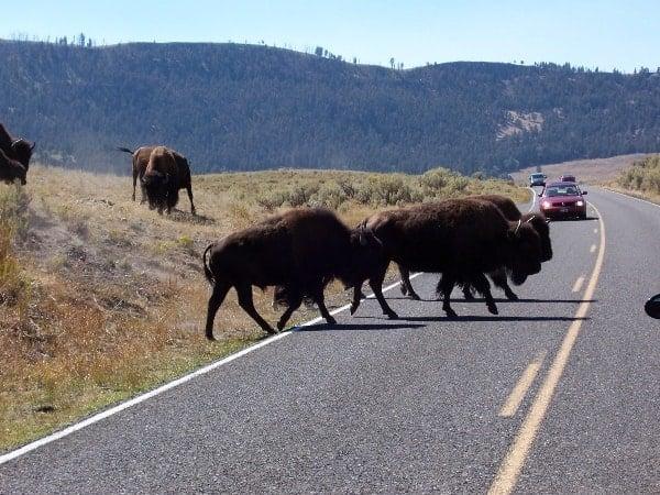 Buffalo in the road at Yellowstone