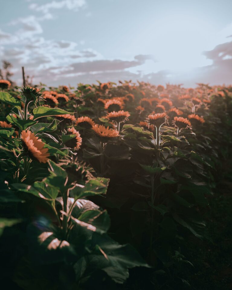 why-are-sunflowers-called-sunflowers-t-tees-your-answers-await