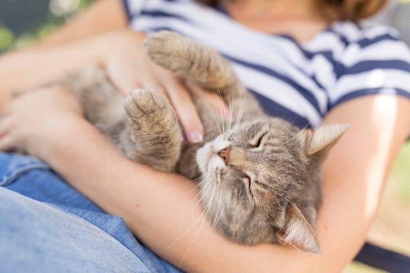 ginger Exotic shorthair cat sleeping near a door