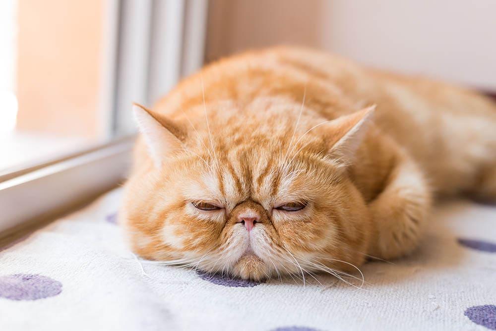 tabby cat sleeping on the perch of a scratching post