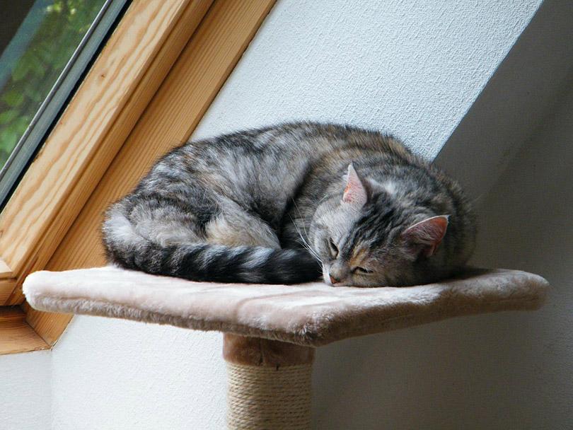 cat sleeping on a tree trunk