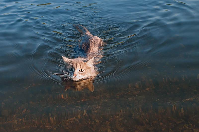 grey cat swimming on the river