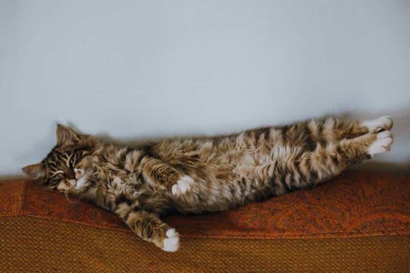 cat stretching while lying on its back