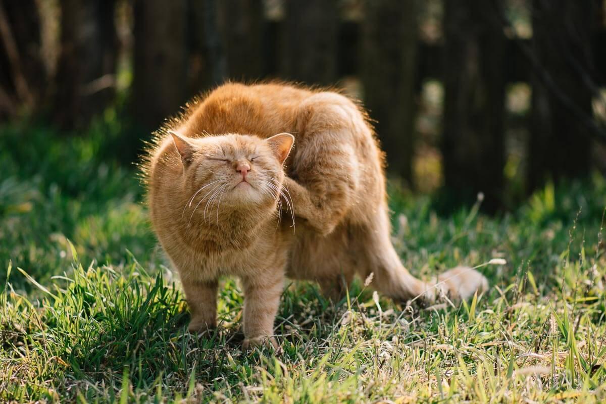 ginger cat scratching itself using its back paw