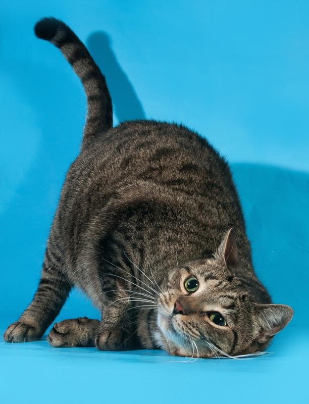 Tabby cat rubs face on the floor on blue