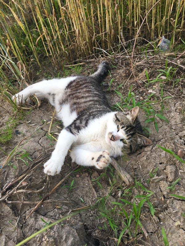 why do cats roll in the dirt black and white cat on ground with grass