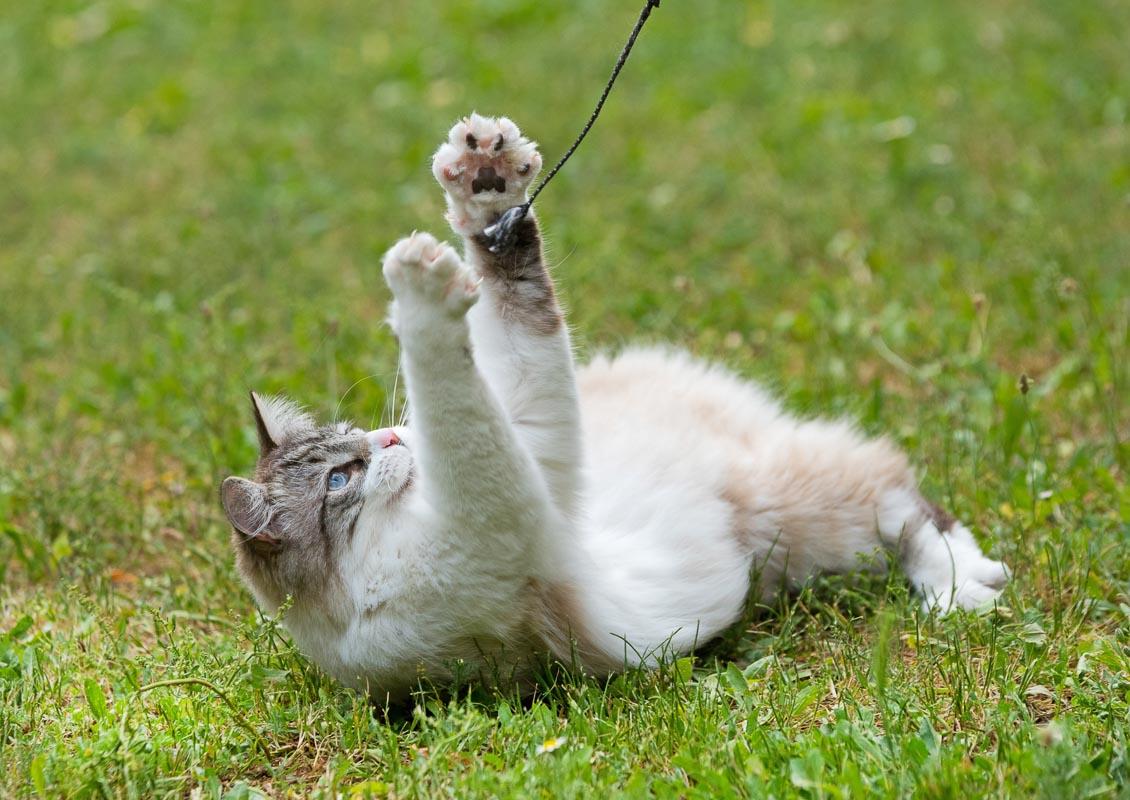 ragdoll cat in garden