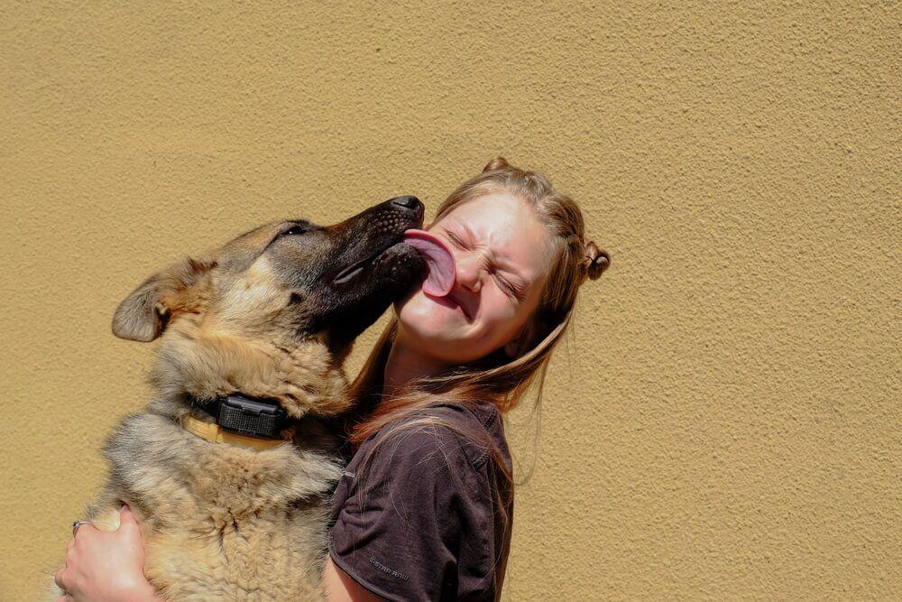 large-german-shepherd-licks-girl-on-the-face-1-