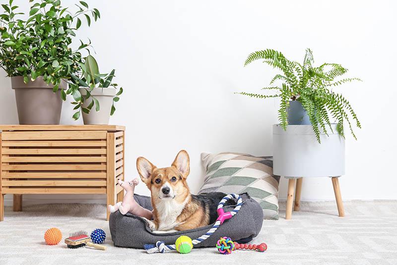 dog bed with toys