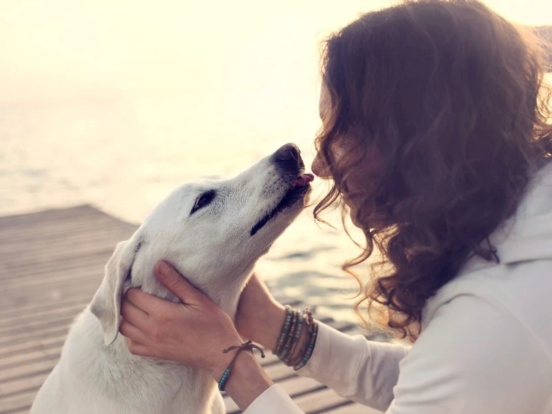 do dog licks salt on human tears