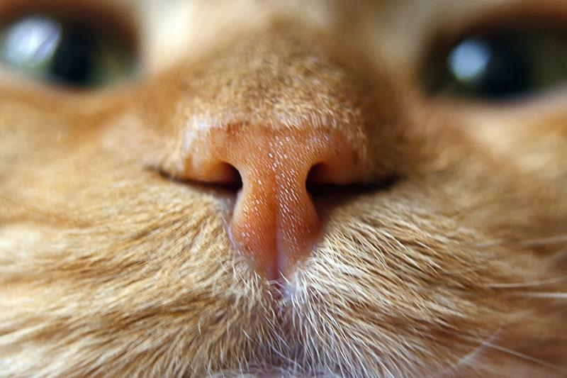 nose of a red cat in focus
