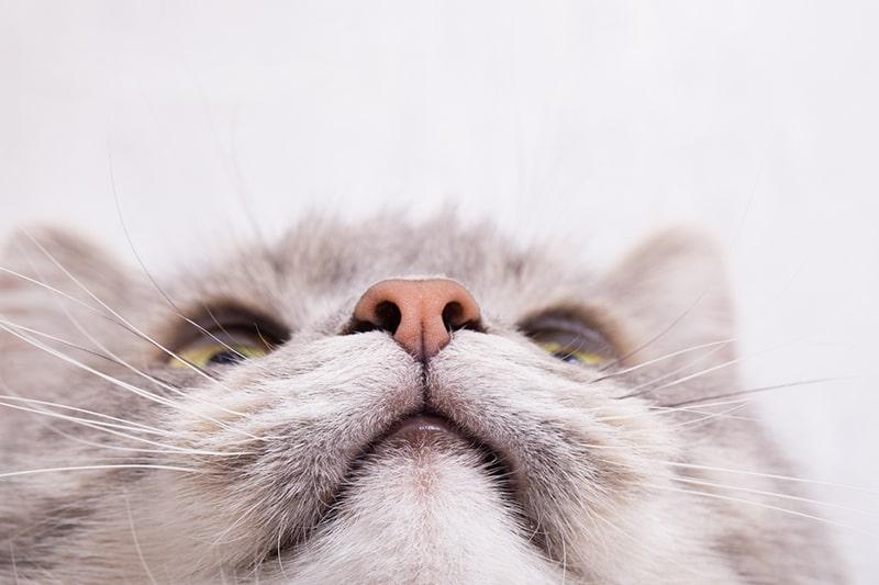 bottom view of the muzzle of a gray cat