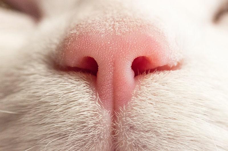 nose of a white cat