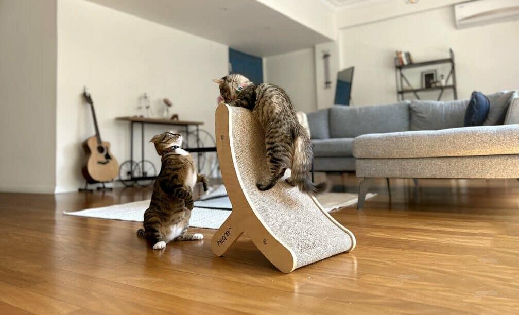 tony-and-cheetah-playful-kittens-on-the-hepper-hi-lo-cat-scratcher-e1693539717805