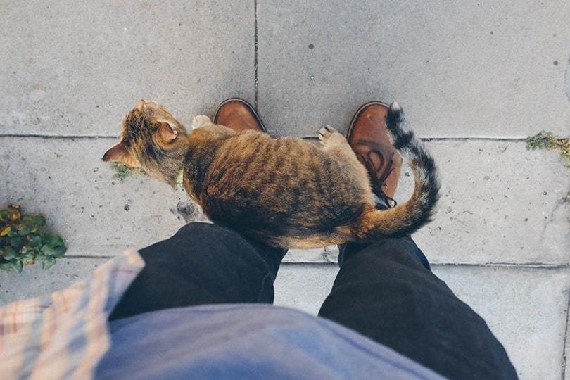 cat rubbing its body the owner