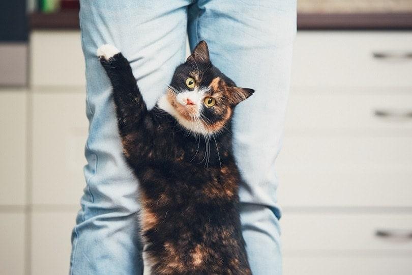 gray tabby cat cuddling up to her owner in bed