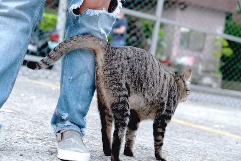 cat snuggling with owner