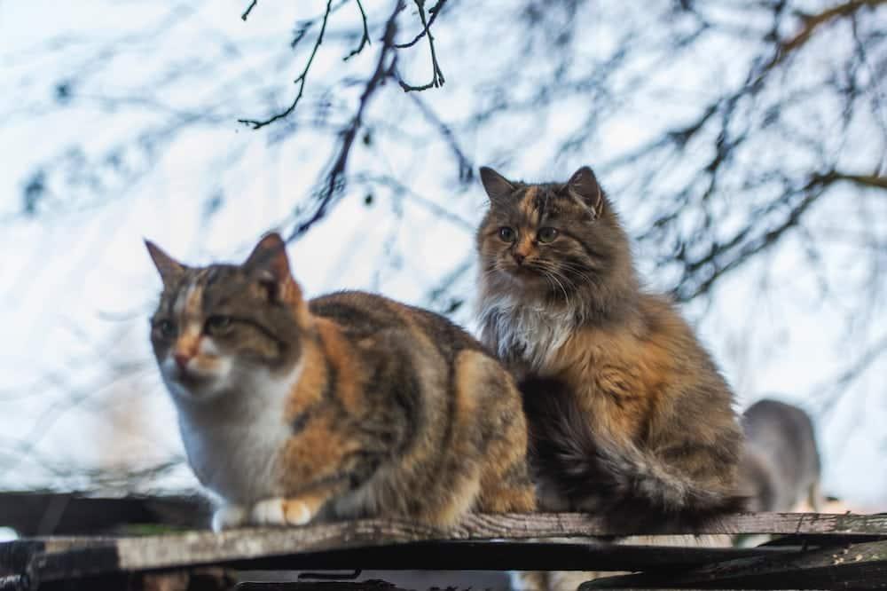 Two brown and white cats