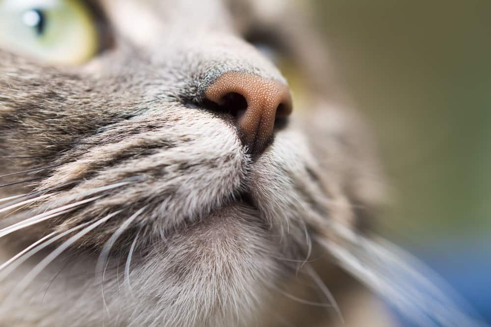 Close-up of gray cat
