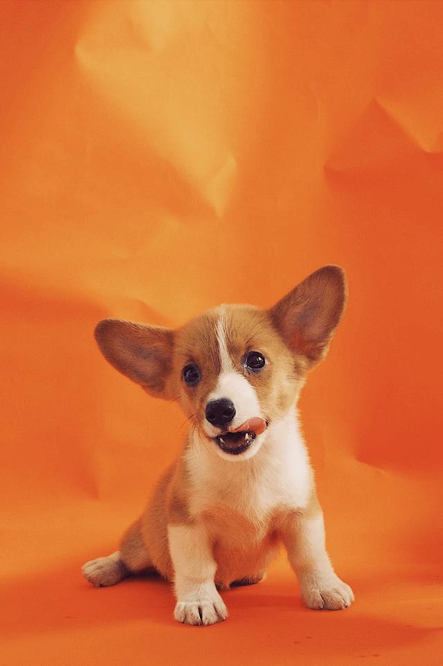 Corgi puppy with tongue out