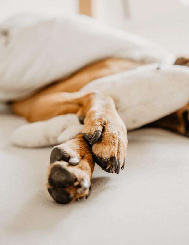 puppy paws