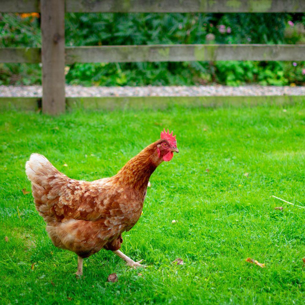 Hen running across a yard full of green grass