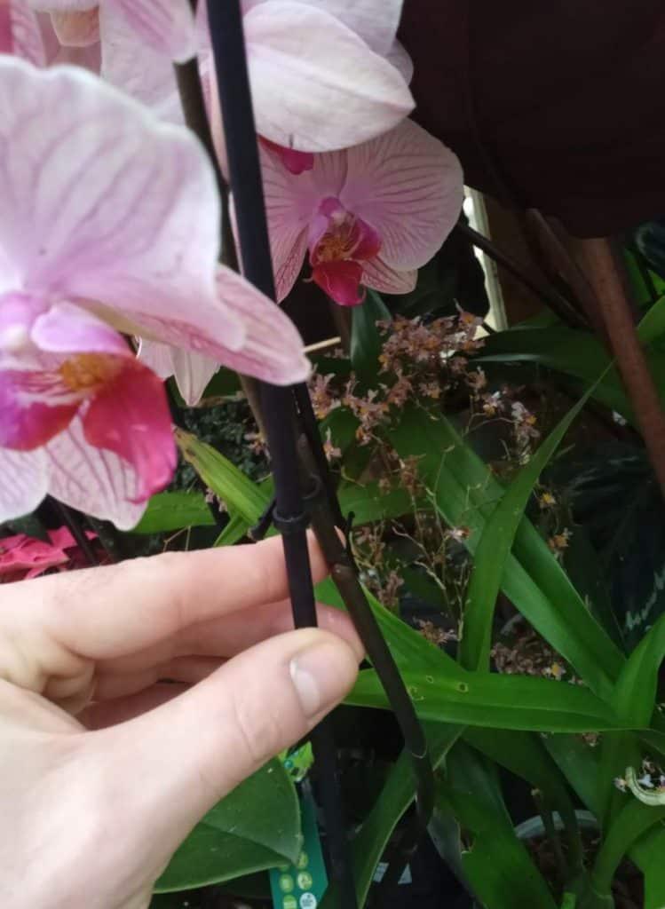 Cutting an inch above the node of a phalaenopsis orchid can grow a new flower spike to display more blooms.