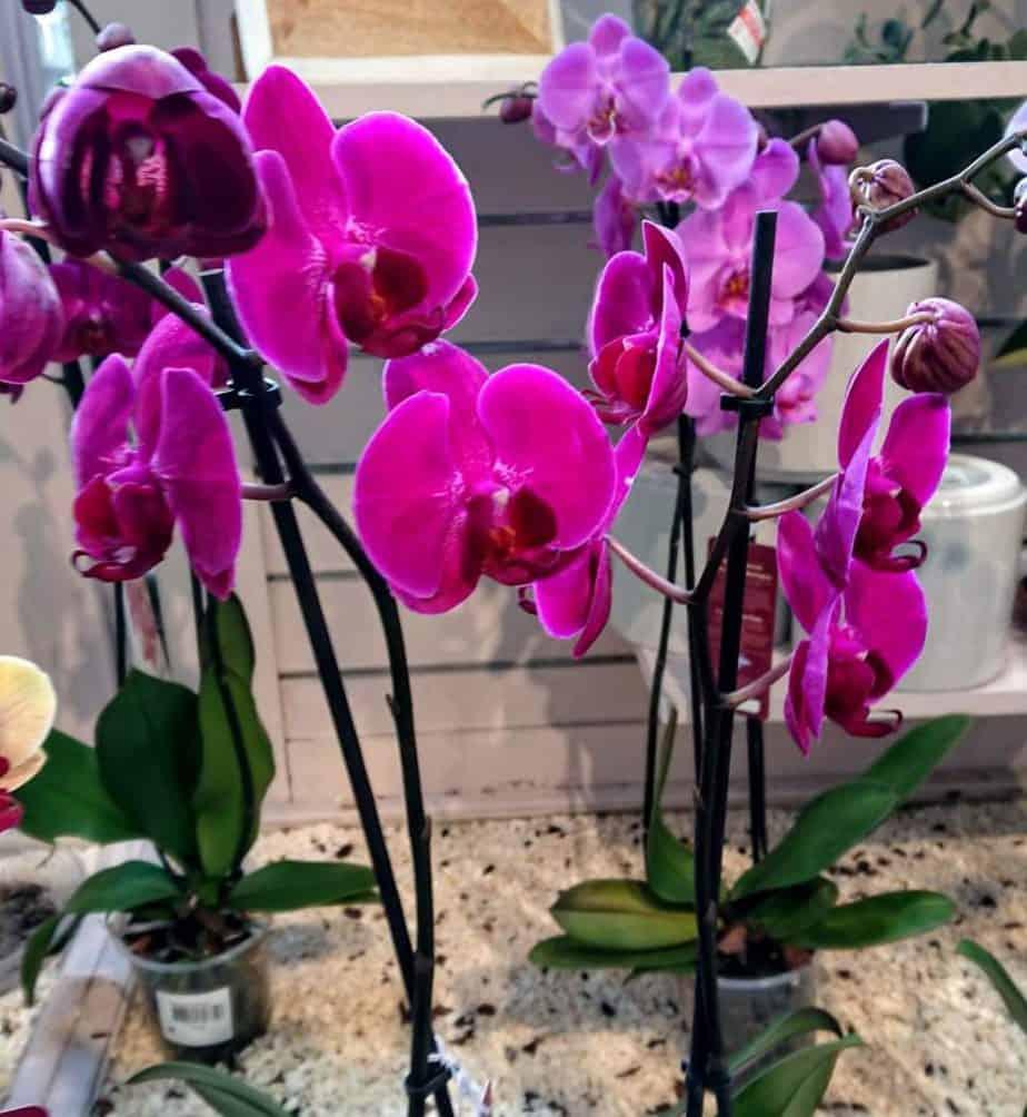 Phalaenopsis (moth) orchids are the most common orchid houseplants. Their stems and leaves are sensitive to sunlight which scorches them yellow.