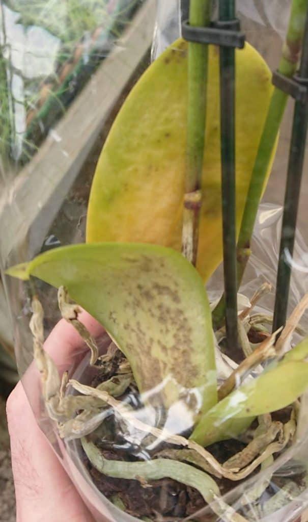 Orchid with yellow leaves, dying roots and a stem that is turning yellow/brown.