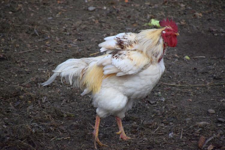 Chickens Losing Feathers On Bottom