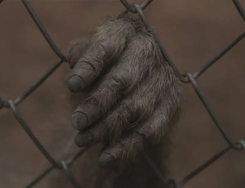 ape hand holding zoo cage