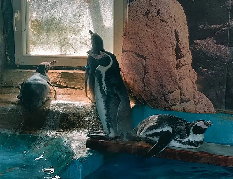 penguins inside zoo enclosure