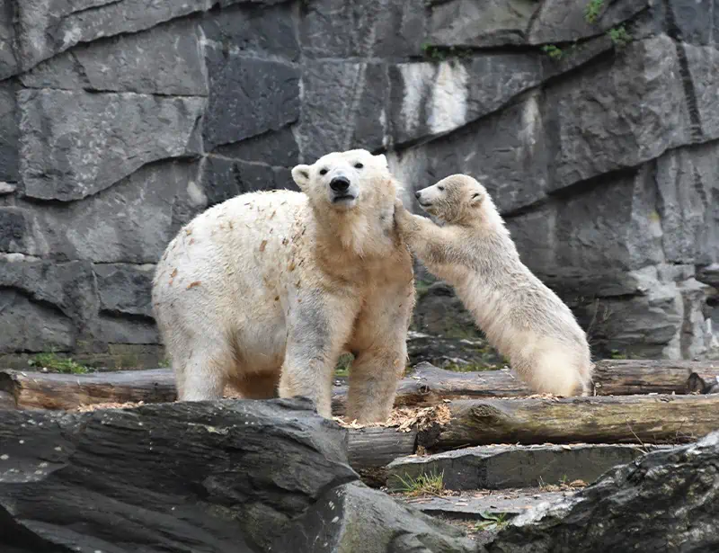 polar bear mother and child inside zoo