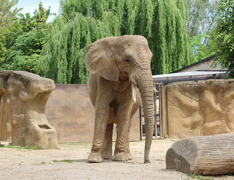 elephant in zoo enclosure