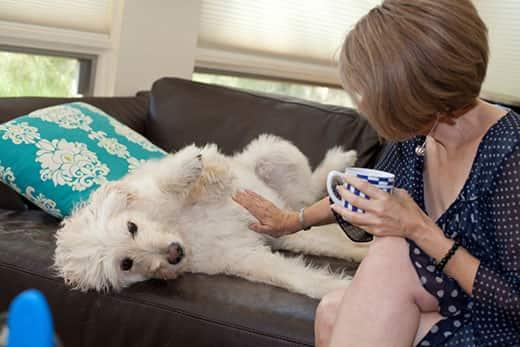 Woman rubs her white dogs belly while sitting on a brown leather sofa.