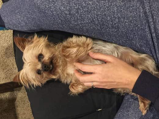 Yorkshire terrier gets belly scratched from a woman while lying in her lap.