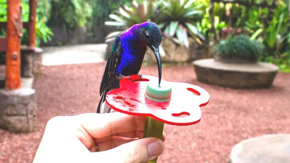 do hummingbirds recognize humans 95