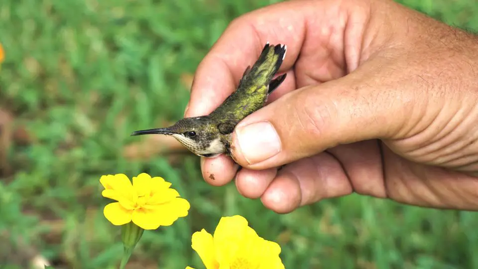 do hummingbirds recognize humans 97