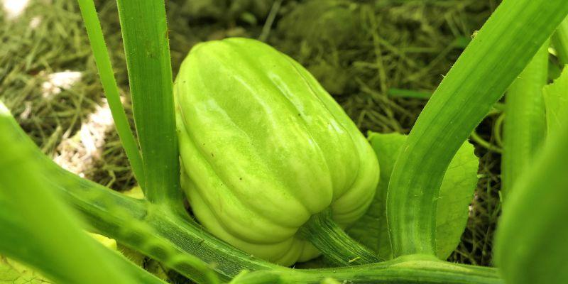 Unripe squash on the vine