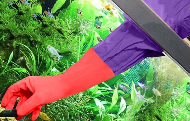 Long gloved hand reaching inside aquarium