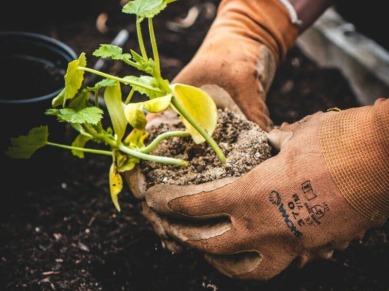 How to Wash Gardening Gloves